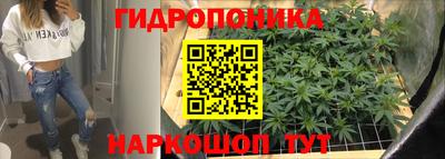 шишки Будённовск
